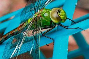 dragonfly-441624_1920